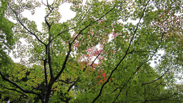 IMG_2725.jpg